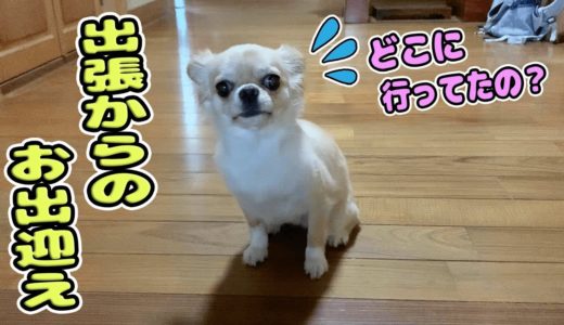 【犬 Vlog】チワワが出張から帰るパパに警戒しつつも「寂しかった」と猛アピールする仕草が可愛い