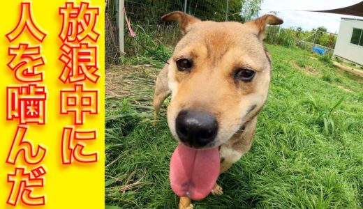 放浪中に人を噛んでしまった保護犬を迎え入れました