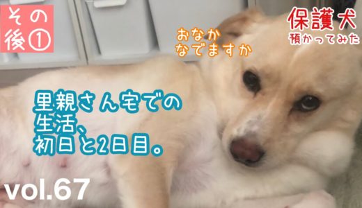 【保護犬預かり】2020.6.1〜6.2のかもめの様子。【初めての夜と、次の日です】