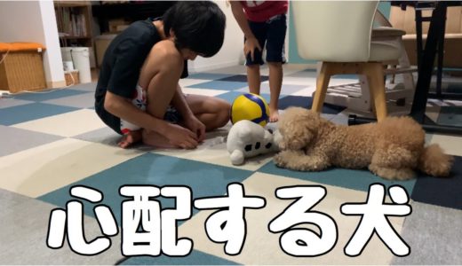 お兄ちゃんの怪我を心配そうに見守る犬が可愛い！ トイプードル ／マルプー