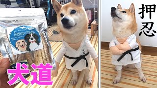 柴犬小春　おっす！おら小春。犬道まっしぐらでサメ軟骨に食らいつく！ASMR