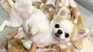 朝方に震えが止まらない犬【チワワ】