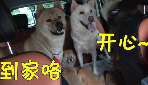 带着9只中华田园犬回老家过节，一路宁静祥和，到了家门口车里就炸了锅！