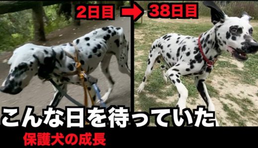 【ドッグラン】保護犬がはしゃぐほど回復しました【加西ドッグガーデン】