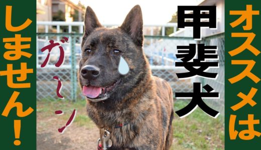 甲斐犬は素晴らしいけれどオススメはしません＝！【甲斐犬・柴犬】