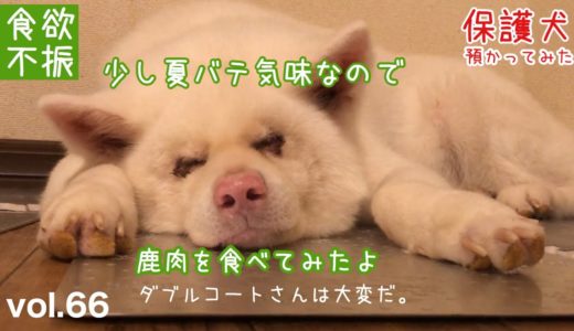 【保護犬預かり】めっちゃん、ちょっと食欲不振です【おやつはバリバリいけます】