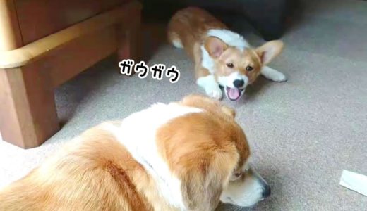 コーギーの子犬が初めて先輩犬に威嚇した結果...！