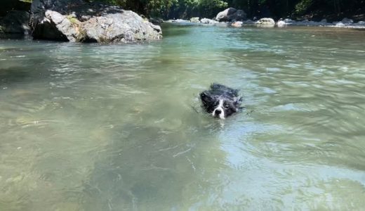 【癒し】暑い日は犬と川遊びへ！見てるだけで涼しい。