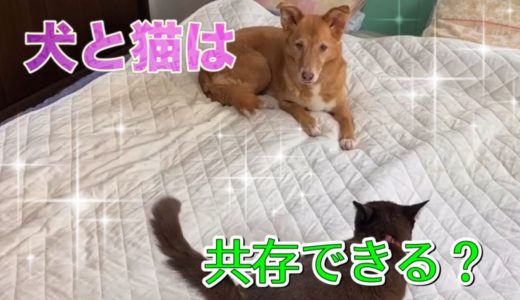 犬と猫は共存できるの！？野犬出身の犬と野良猫出身の猫のご紹介【They are from stray dog,stray cat】