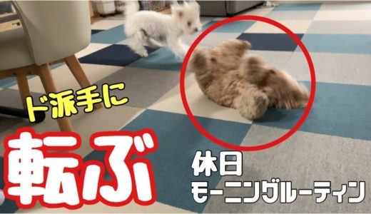 モーニングルーティン まさかの大転倒に温厚な犬が怒りw トイプードル ／マルプー