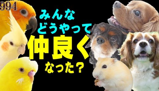 犬とインコ・鳥の相性は？ハムスターは仲良くできる？｜一緒に飼う・嫉妬・同居・トイプードル・キャバリア動画994