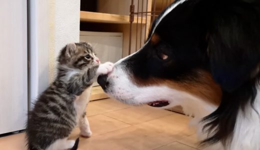 【かまって子猫ちゃん】犬さんのお昼寝を邪魔する猫さん