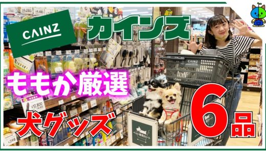 【カインズ】私が選んだ犬グッズ6品！これはオススメだワン🐶【ももかチャンネル】