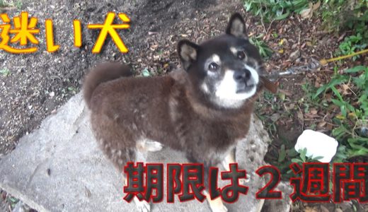 【迷い犬】豆柴ちゃんの運命はどうなるの・・？