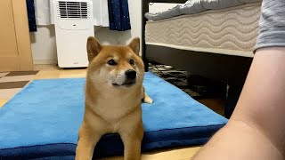 寝るよ！と言ったら寝る準備をする柴犬