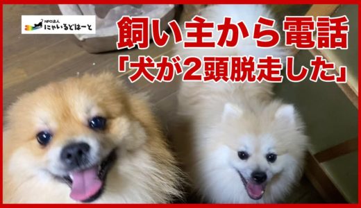 ＃１０３【飼い主から電話】「犬が２頭脱走した」どのように逃げてしまったのか？