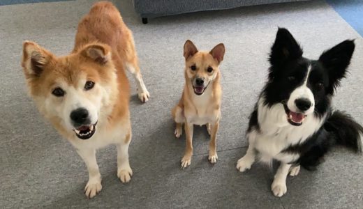 【福丸完全に家庭犬になる】みんなでおやつ遊びしてみた！福丸の意味深な行動とは…