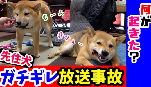 初めてのおやつに興奮し過ぎた先住犬が、子犬の柴犬にブチギレで大変なことに！