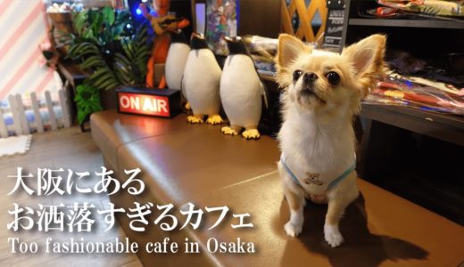 【犬 Vlog】チワワと時間を忘れてしまうほど映えるドッグカフェでまったり過ごしてきた