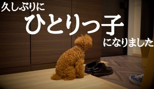 ひとりっこに戻った犬があからさまにショボンとしてかわいそう…でもママが帰ってくると…？