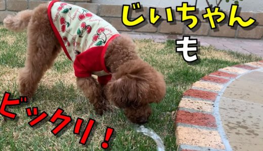 じいちゃんもビックリ！犬が初めて水に興味を持った結果【トイプードル】