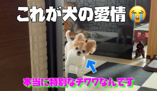 犬がいかに愛情深い動物であるかが分かります！愛に代償を求めないチワワ達💖