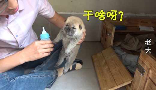 第一次给中华田园犬小奶狗喂奶，主人使出浑身解数，实在是太难了