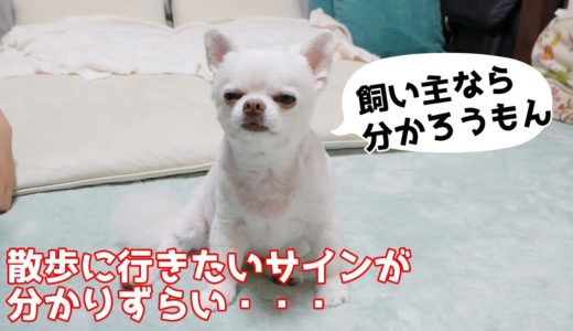 散歩嫌いな犬の分かりずらい「行きたい」のサイン