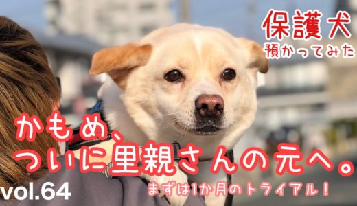 【保護犬預かり】かもめ、卒業の日①【いよいよ里親さんのおうちへ】