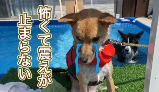 初めてのプールで震えが止まらなくなった犬ハイムと思いきり楽しむボーダーコリーこゆき