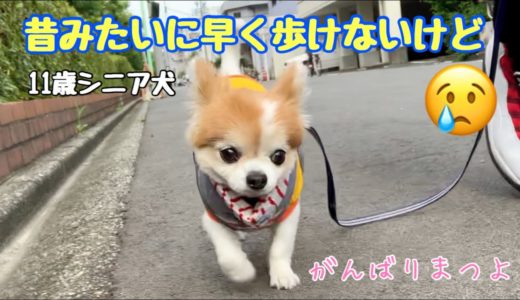 犬が過去に大きな病気を乗り越え、今こうして一緒に散歩出来る事に感謝です😭【チワワ】