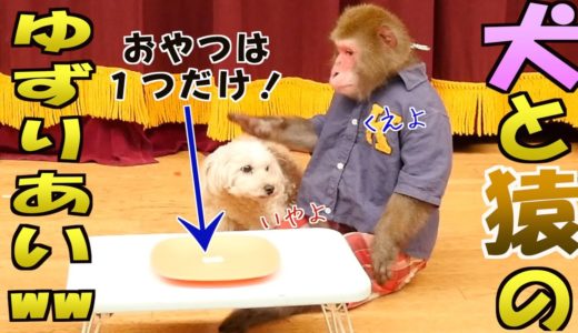 仲良しの犬と猿におやつを1つだけあげてみたら気まずそうだったww