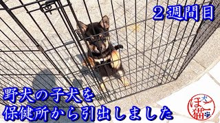 【犬　子犬　保護犬　ラブラドール】野犬の子犬を保健所から引き出しました　2週間目3　と　ジオの散歩