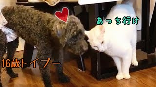 娘犬が亡くなり寂しいのかハク様に猛アタックするトイプードル！