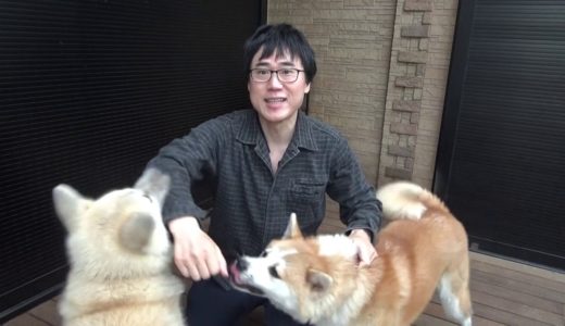 ワイに噛みつく秋田犬は悪くない