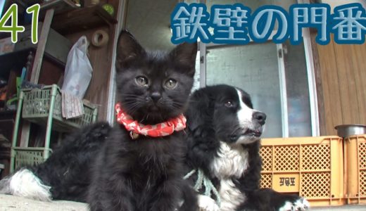 門番をする犬と子猫