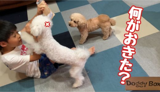 食いしん坊な犬達にしつけるとこうなるw トイプードル /マルプー