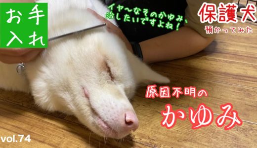 【老犬との暮らし】なぜか身体がかゆいおばあちゃん