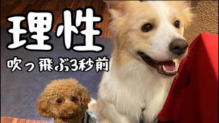 犬の理性が吹っ飛ぶ瞬間..ドッグリゾートで愛犬とディナーを堪能しました♪【ボーダーコリー】