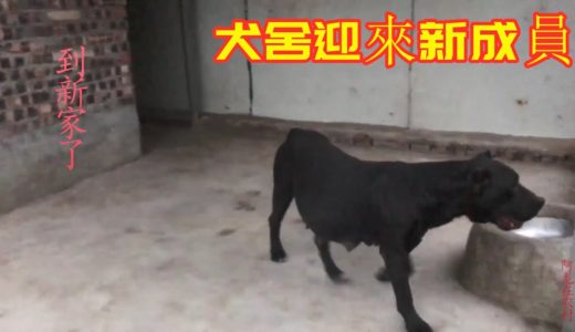 农村小伙养殖猛犬，西班牙普雷萨加纳利犬，曾被许多国家禁养！