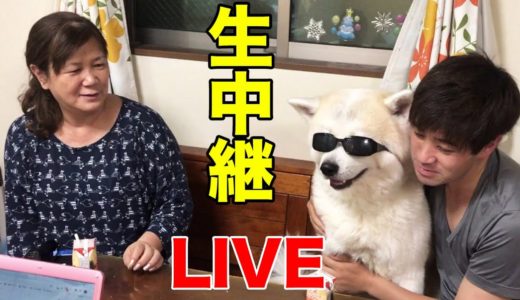 『8時だョ!全員集合』秋田犬そうすけ君・youtubeliveの巻【VLOG】