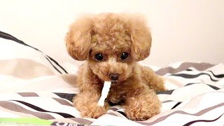 どうにかして食べたい感じが伝わる犬の動画【トイプードルのコロン】