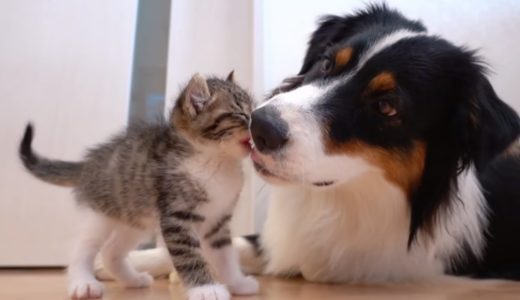 犬さんカイルと猫さんキウイの朝