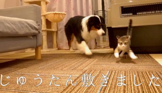 タイルカーペットを敷いたときの犬さんと猫さんの反応