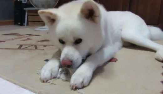 【秋田犬ゆうき】美味しいおもちゃは飼い主がすぐ来るので飲み込めない【akita dog】