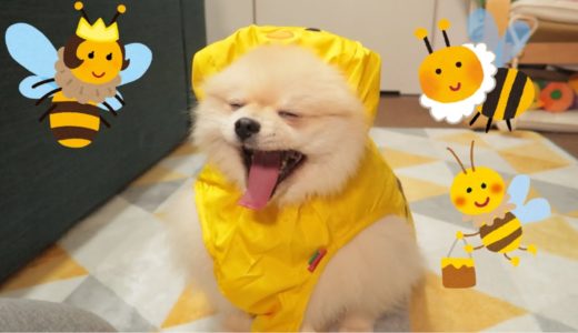 雨がっぱでミツバチになったモチ【ポメラニアン犬】