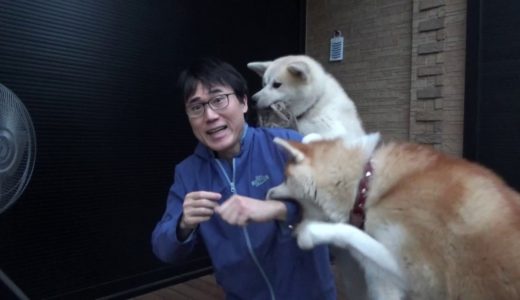 この犬達の犬種を発表します！