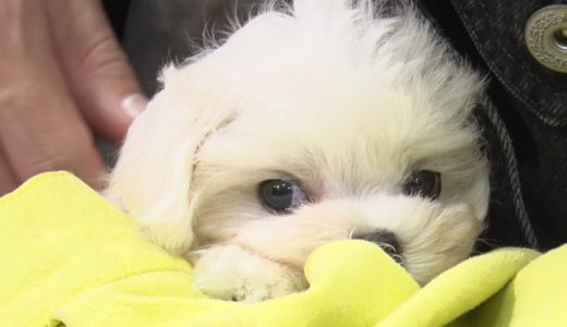 かわいい犬猫とおじさんが戯れる癒やし動画【ペットショップ】