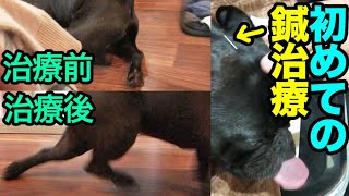 犬椎間板ヘルニア　初めての鍼治療とお灸　治療後、足に動きが！！！