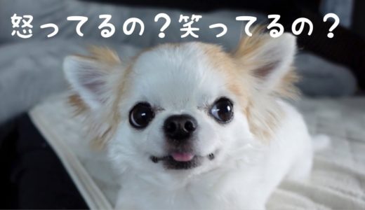 犬の食事中に手を出したら唸りつつも怒っているのか笑っているのか分からないチワワ